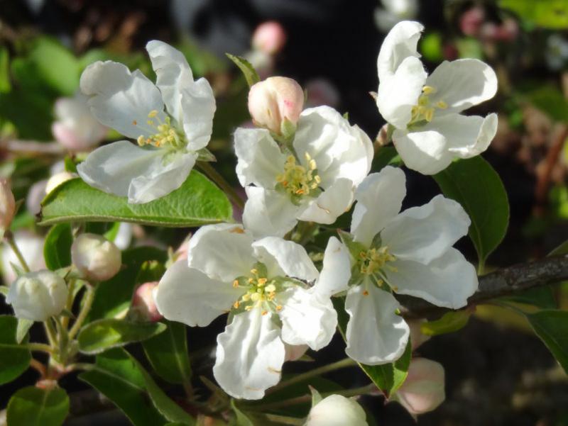 Pflaumenblättriger Zierapfel in Blüte