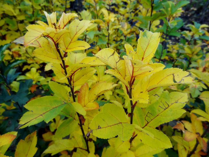 Gelbes Herbstlaub bei Malus toringo sargentii