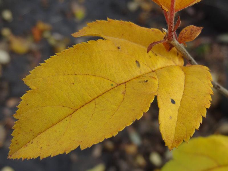 Malus toringo sargentii: gelbe Herbstfärbung