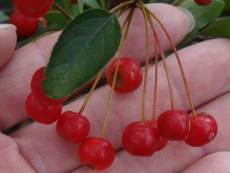 Die erbsengroßen, roten Früchte von Malus toringo sargentii