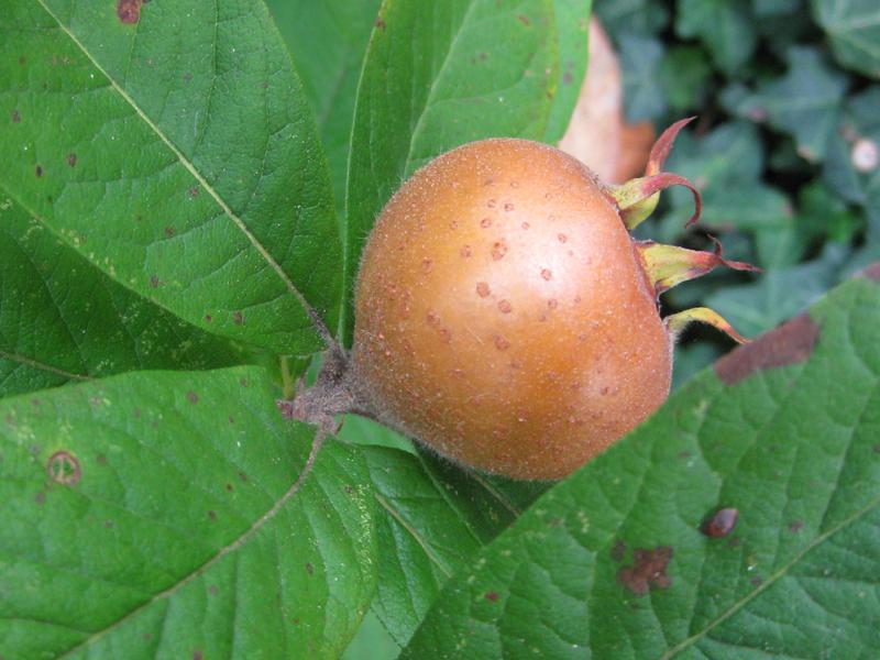Mespilus germanica - Essbare Wildfrüchte