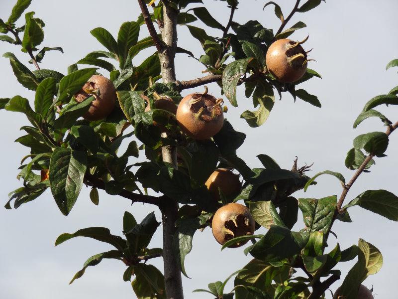 Eine junge Mespilus germanica mit ersten Früchten