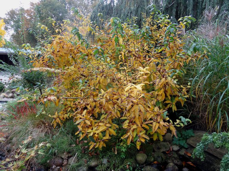 Mispel-Strauch mit gelbem Herbstlaub