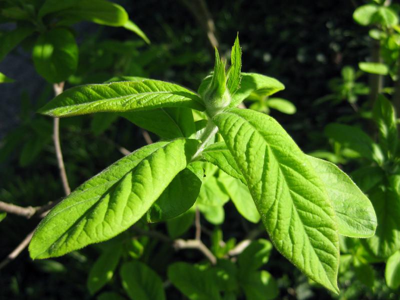 Mespilus germanica - frischer Austrieb