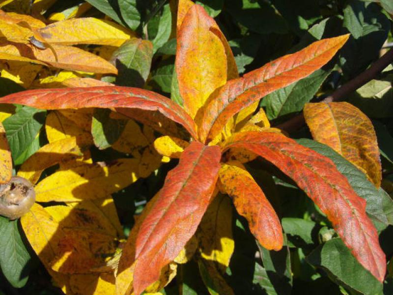 Prächtiges gelb-rotes Herbstlaub bei Mespilus germanica