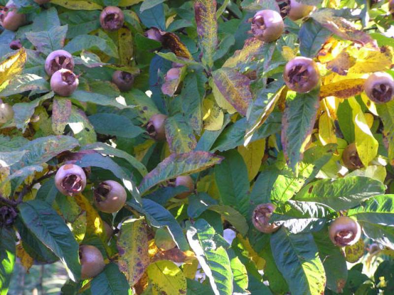 Früchte der Mispel, aufgenommen im Oktober