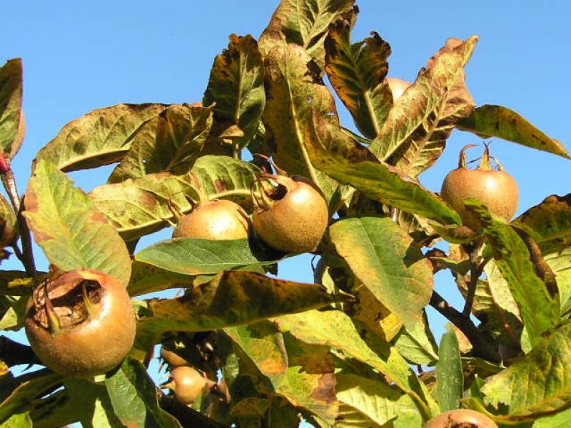 Mispelfrüchte im Oktober