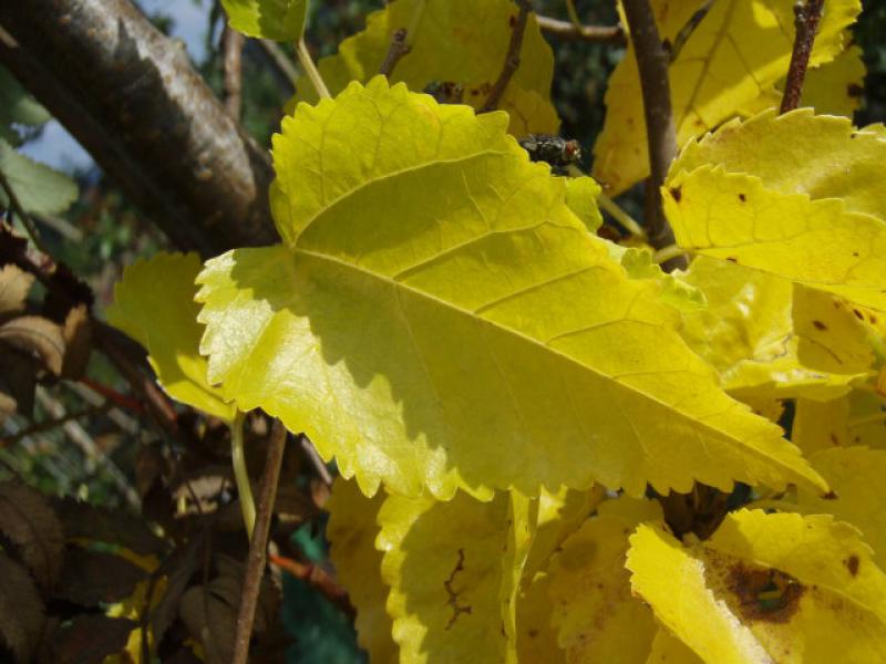 Weiße Maulbeere im Herbstlaub