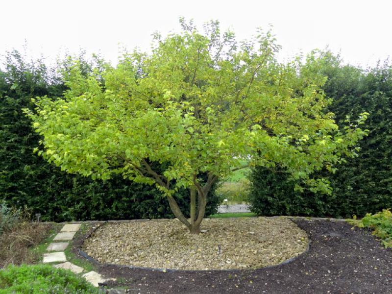 Älterer Maulbeerbaum im Botanischen Garten Hamburg