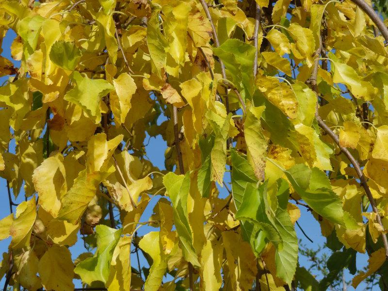 Herbstlaub bei Morus alba Pendula