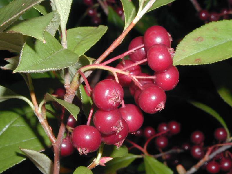 Beeren derRote Apfelbeere