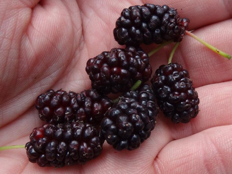 Reife, schwarze Früchte der Schwarzen Kultur Maulbeere Wellington