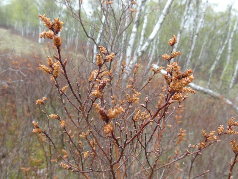 Blühende Myrica gale im Mai - männlich Blüten