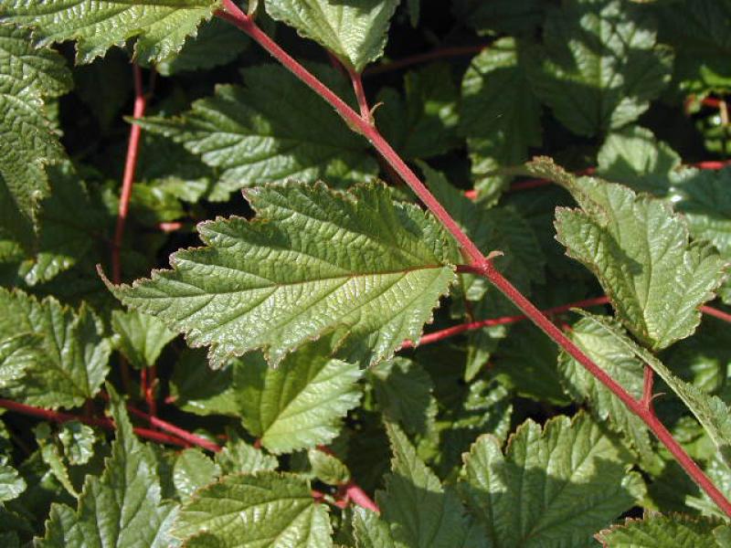 Småblommig klockspirea, Neillia affinis