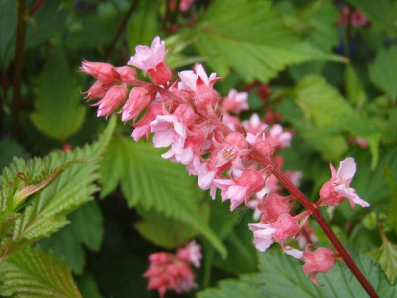 Einzelblüte von Neillia affinis