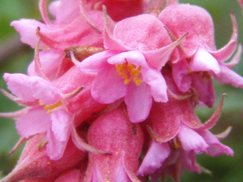 Nahaufnahme der Blüte von Neillia affinis