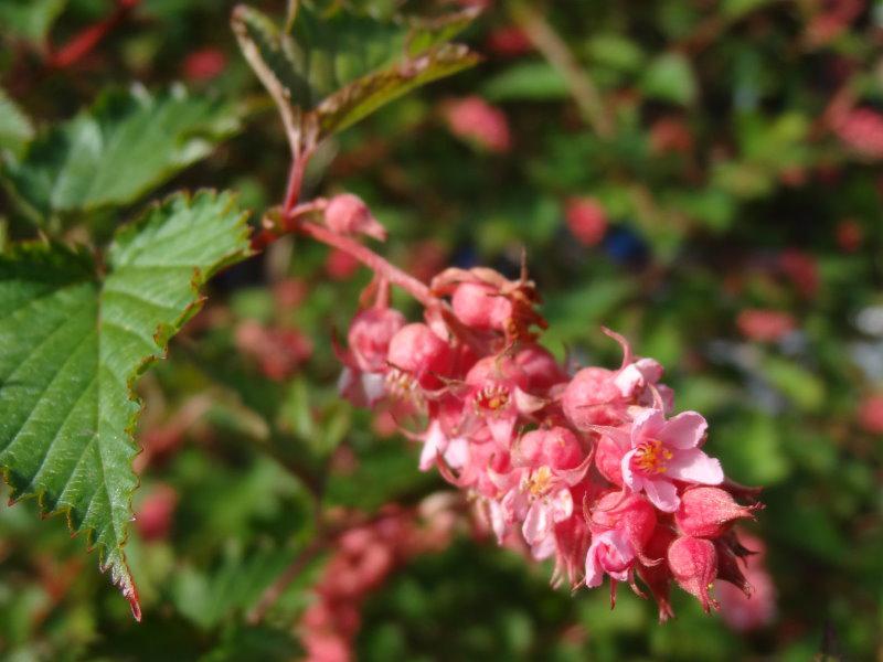 Småblommig klockspirea, Neillia affinis