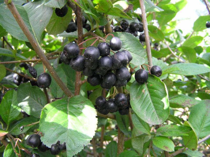 Essbare Früchte der Schwarzen Apfelbeere, Aronia melanocarpa