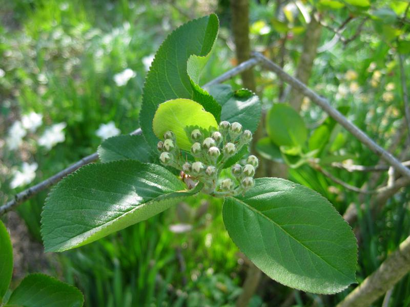 Knospe der Schwarzen Apfelbeere im April