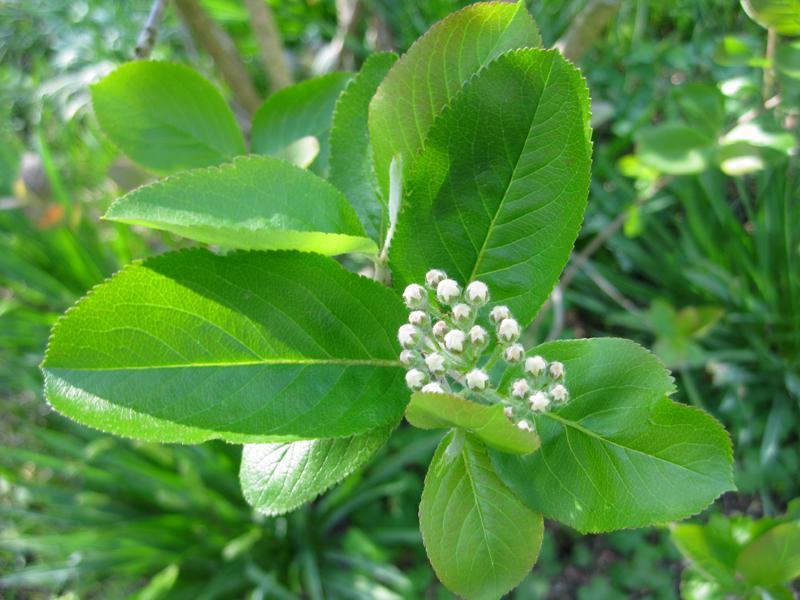 Frisches, saftiges Laub und weiße Knospen - die Aronie