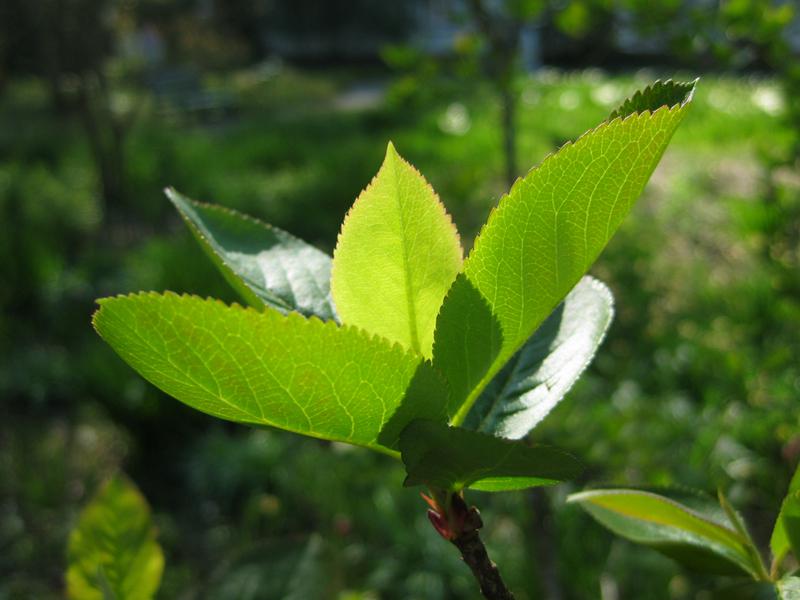 Hellgrünes, frisch ausgetriebenes Laub der Schwarzen Apfelbeere