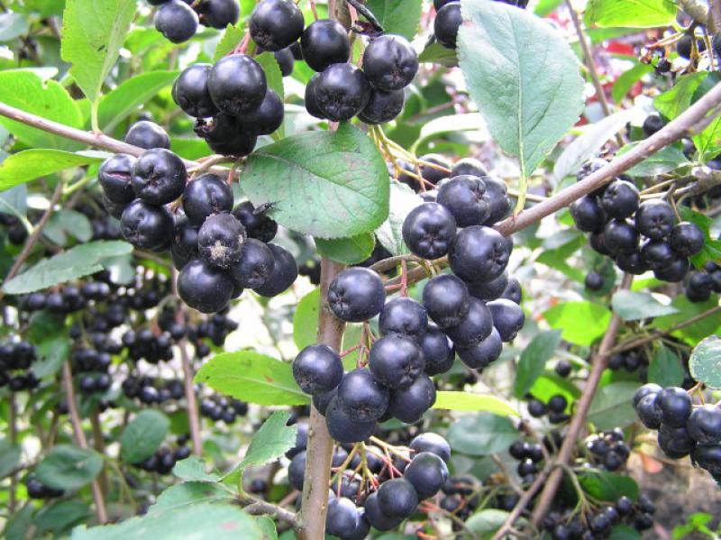 Schwarze Apfelbeere, Aronia melanocarpa - gesunde Beeren