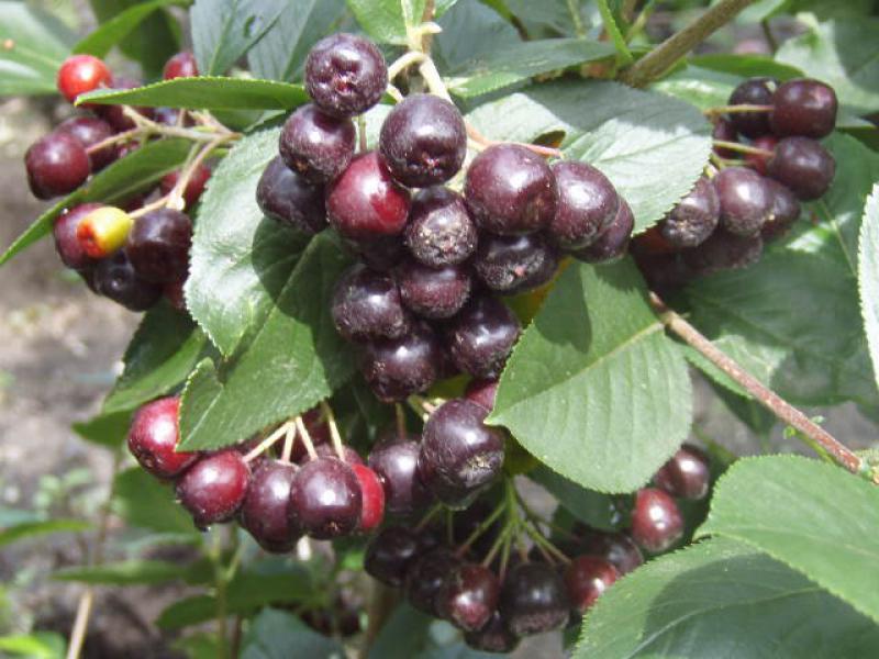 Apfelbeeren im Juli, noch nicht ganz reif