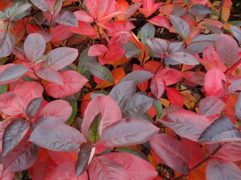 Rote Herbstfärbung bei der Scharzen Apfelbeere