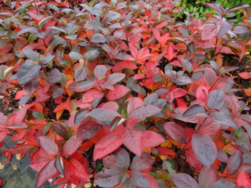 Aronia melanocarpa im roten Herbstlaub