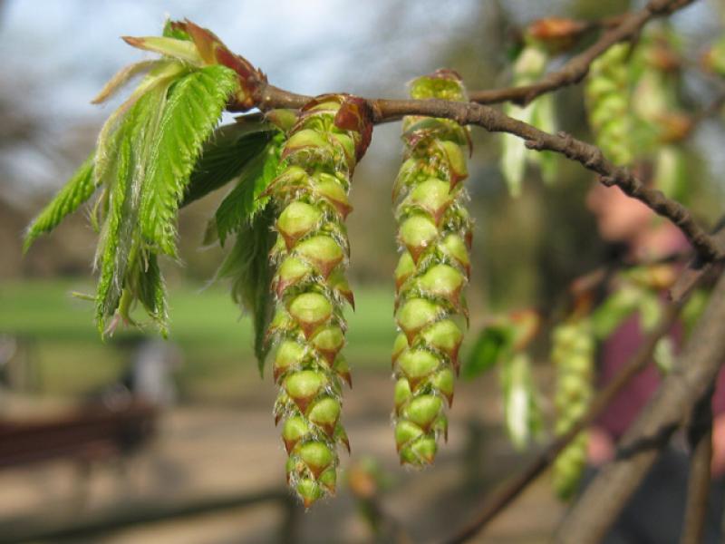 Carpinus betulus blüht im April