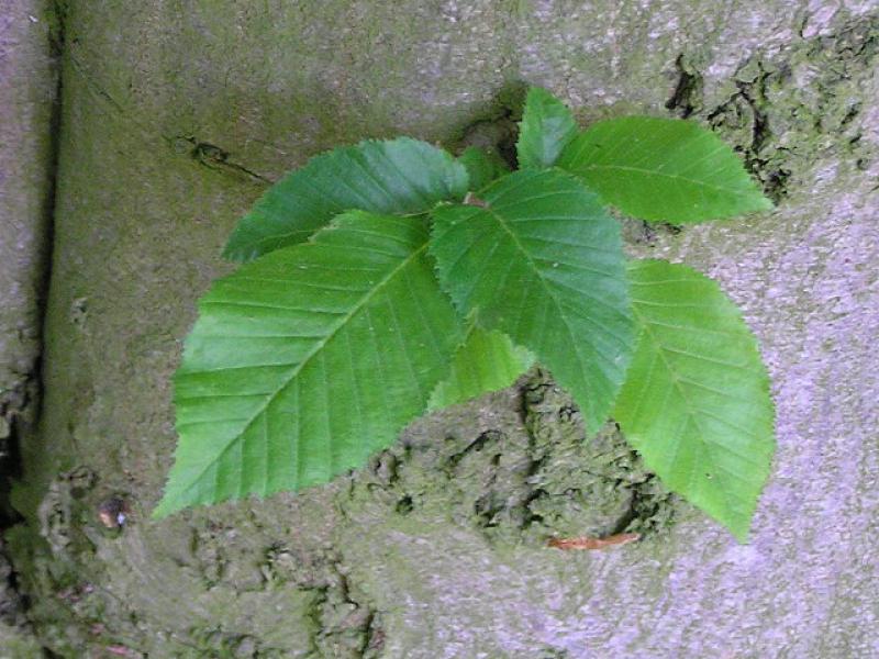 Avenbok, Carpinus betulus