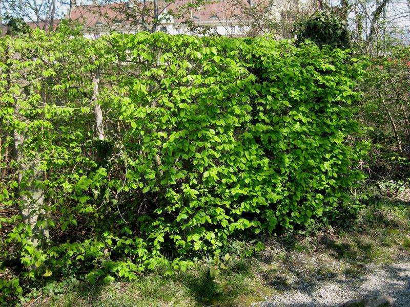 Hainbuchenhecke im Austrieb im Frühjahr