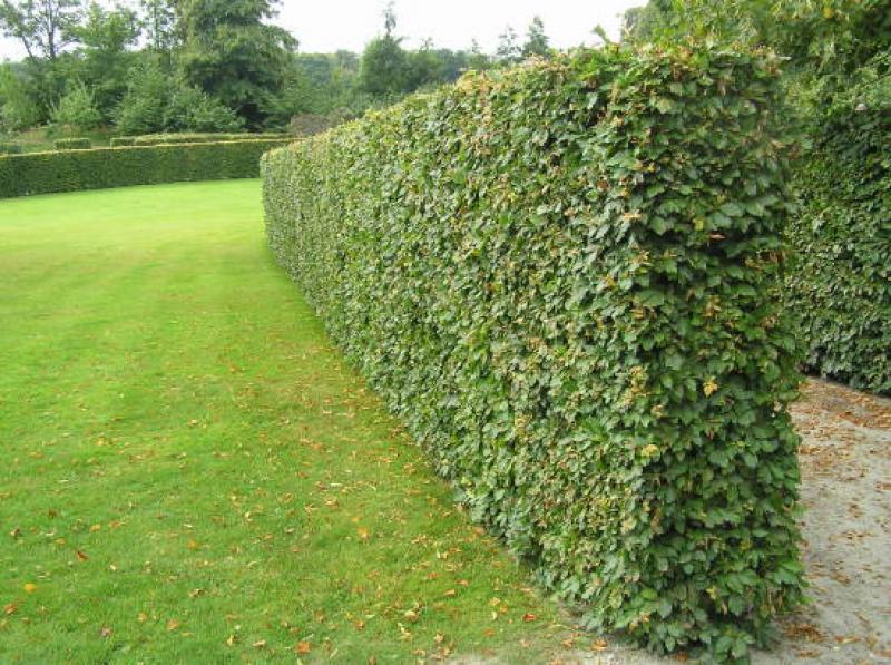 Streng geschnittene Hecke von Hainbuche, Weißbuche