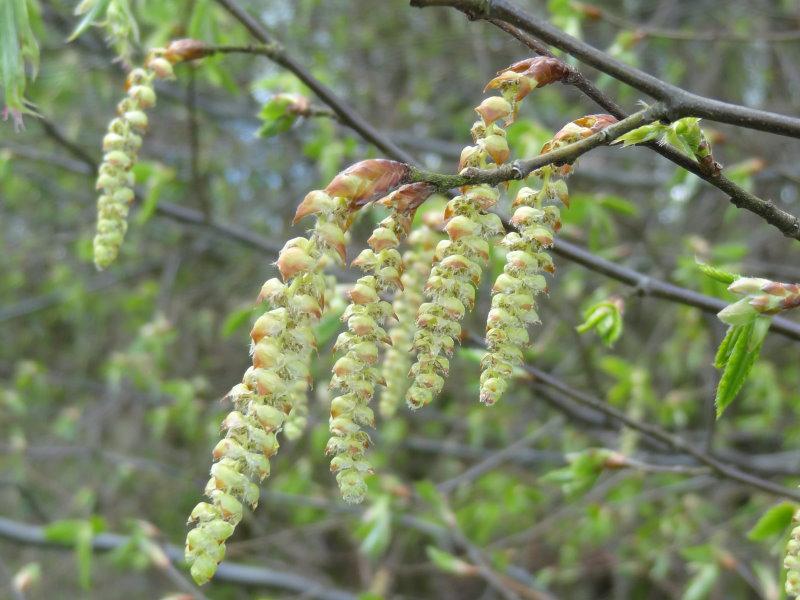 Avenbok, Carpinus betulus