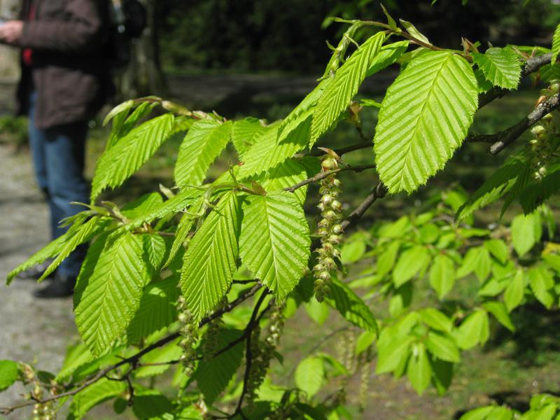 Avenbok, Carpinus betulus