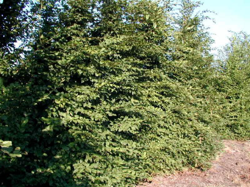 Avenbok, Carpinus betulus