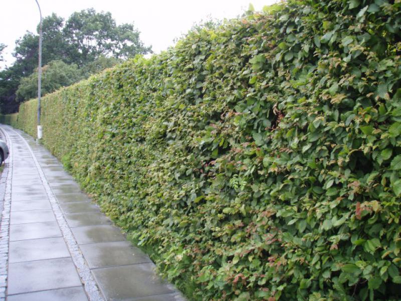 Formell geschnittene Hainbuchenhecke