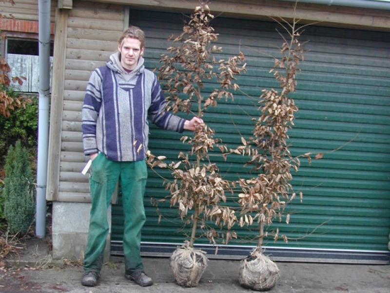 Verkaufsfertige Hainbuchen der Größe 175/200 cm mit Ballen