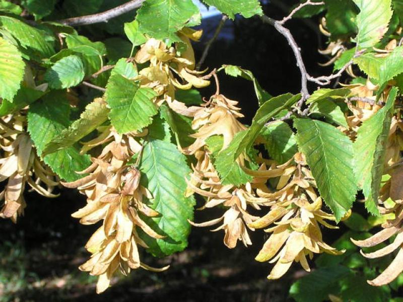 Die Früchte der Hainbuche im Herbst