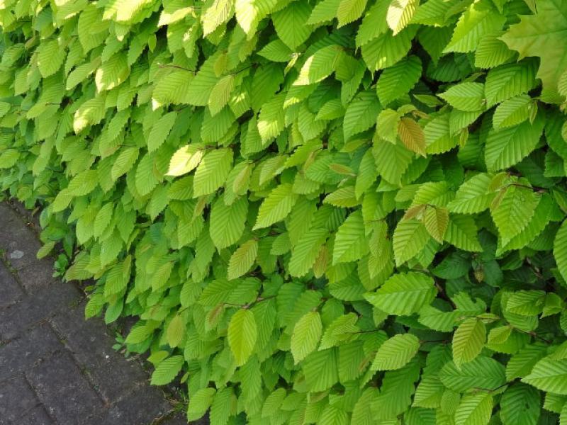 Frischer Austrieb einer Hainbuchenhecke im Mai