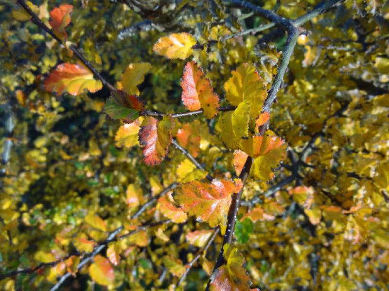 Scheinbuche Nothofagus antarctica 80-100cm gelbe Laubfärbung im Herbst 