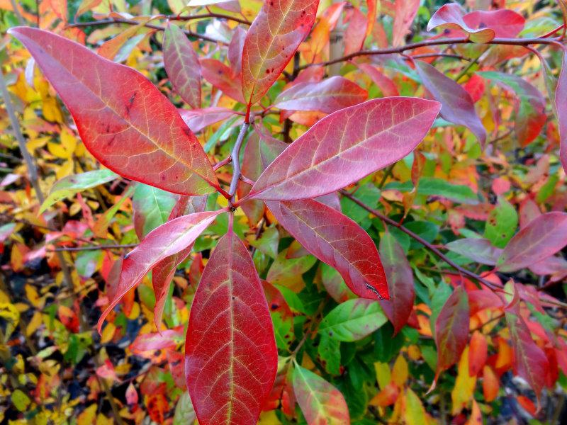 Der Tupelobaum in seiner prächtigen Herbstfärbung