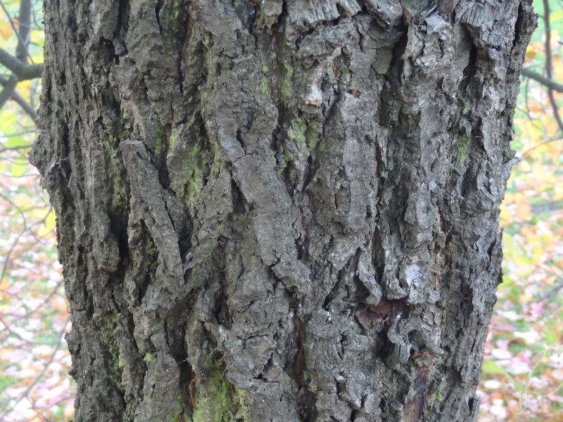 Die markante Borke eines älteren Tupelobaumes