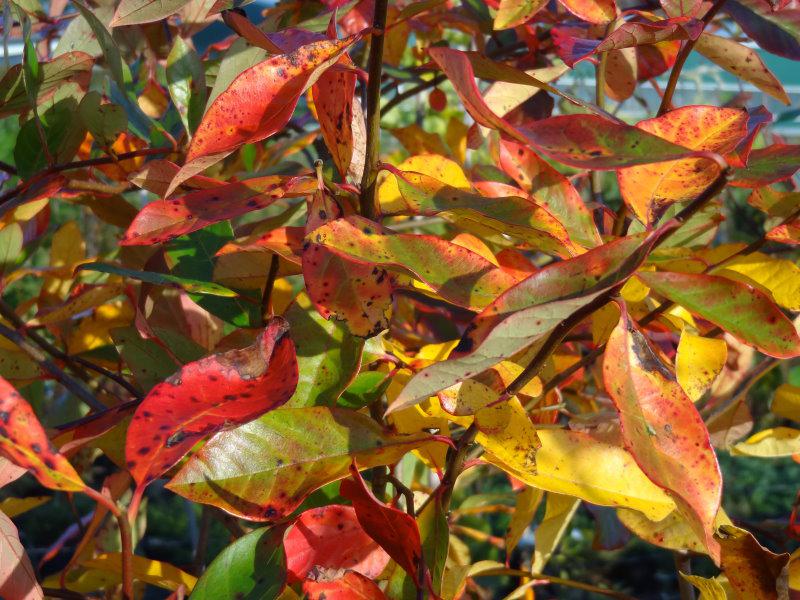 Attraktive Herbstfärbung beim Tupelobaum