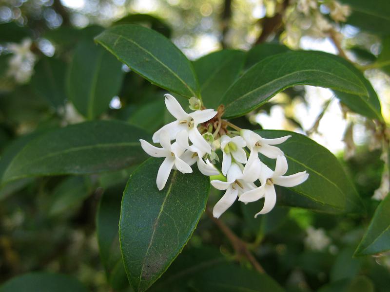 Die Blüten der Duftblüte verströmen einen angenehmen Duft.