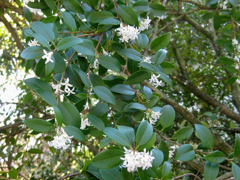 Weißblühender Strauch - die Duftblüte