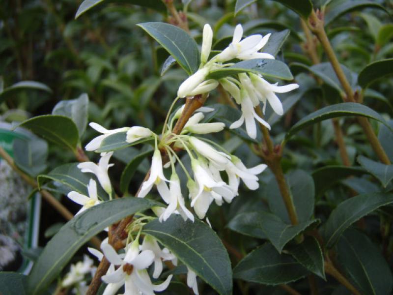 Duftblüte - weiße, stark duftende Blüten