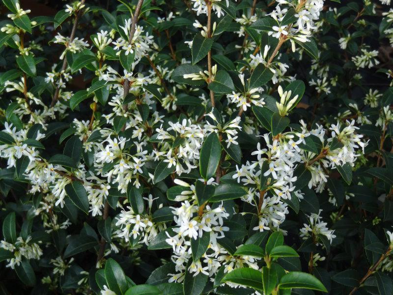 Die Blütenzweige des Osmanthus burkwoodi