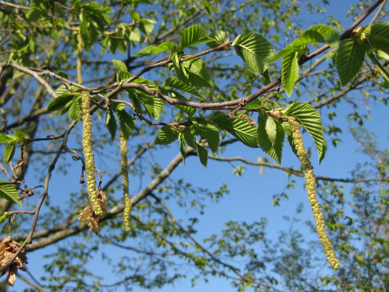 Hopfenbuche in Blüte