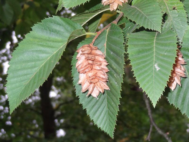 Hopfenartiger Fruchtschmuck der Ostrya carpinifolia (Hopfenbuche)